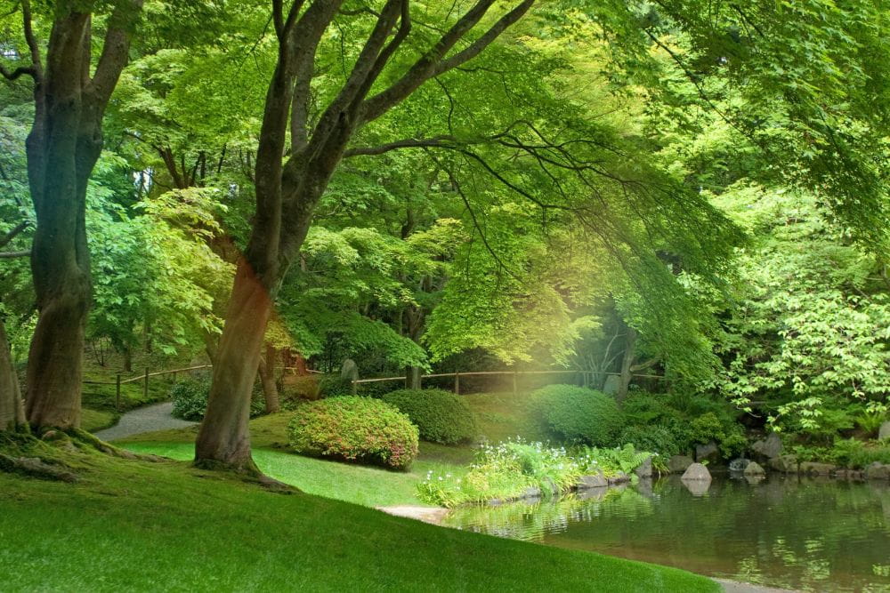 Nature régénérante au bord d'une rivière qui inspire la paix et la sérénité
